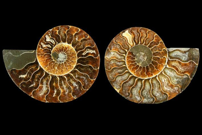 Sliced Ammonite Fossil - Agatized #116790